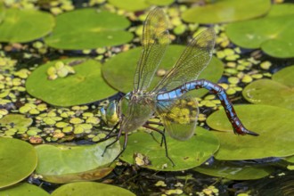 Emperor dragonfly, blue emperor (Anax imperator, Anax formosa) female with blue abdomen laying eggs