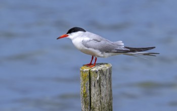 Common tern (Sterna hirundo) adult in breeding plumage perched on wooden pole along the North Sea
