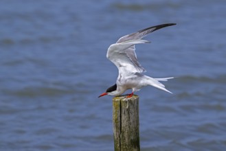 Common tern (Sterna hirundo) adult in breeding plumage perched on wooden pole and stretching wings