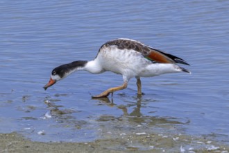 Common shelduck (Tadorna tadorna, Anas tadorna) juvenile foraging in shallow water along muddy pond
