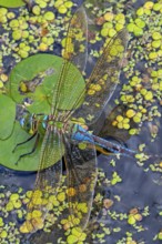 Emperor dragonfly, blue emperor (Anax imperator, Anax formosa) female with blue abdomen laying eggs