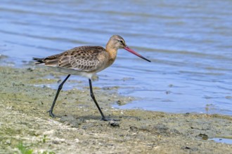 Black-tailed godwit (Limosa limosa) in breeding plumage foraging along muddy lake shore of pond in