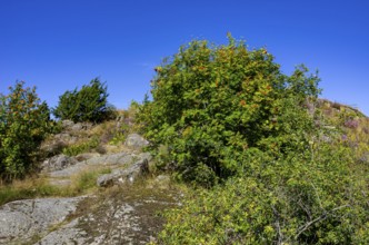 Wild mountain ash, Sorbus aucuparia, growing on granite rocks on the beach promenade of Uddevalla,