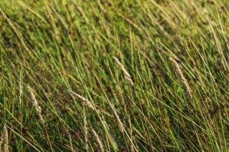 Grasses in the evening light in a meadow in a rural setting near Henan on Orust, Bohuslän, Västra