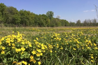 Large field with wildflowers in the foreground Buttercups, Ranunculus acris, North