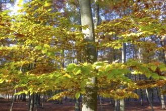 Close-up of colourful leaves of deciduous trees colourful leaves changing colour after hot dry