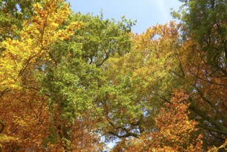 Colourful leaves Colourful leaves change colour on deciduous trees in late summer Golden autumn