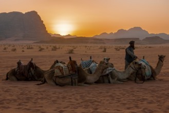 Several camels dromedaries (Camelus dromedarius) for tourists lie in the sand of Wadi Rum desert