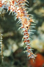 Extreme close-up of head of harlequin ghost pipefish (Solenostomus paradoxus) Harlequin ghost