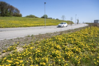 Dandelions in spring on the roadside and car on the road in Ystad, Skåne County, Sweden,