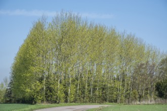 Grove during the leaf-bursting season in spring in Övraby, Skåne County, Sweden, Scandinavia