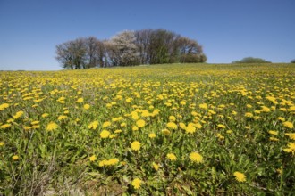 Field of dandelions in spring in Ystad, Skåne County, Sweden, Scandinavia