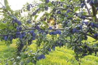 Plum tree shortly before harvest in summer with ripe fruit and radiant sun star