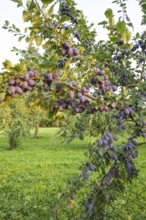 Plum tree illuminated by the sun in summer with ripe fruit shortly before harvesting