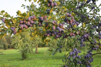 Plum tree illuminated by the sun in summer with ripe fruit shortly before harvesting