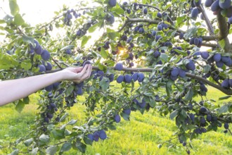 A hand reaches for a plum on a tree in summer with ripe fruit and a radiant sun star