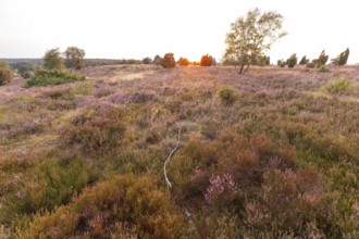 Beautiful sunset over the blooming heath on Wilseder Berg, Lüneburg Heath