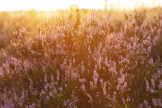 Bell heather (Erica tetralix) in the Lüneburg Heath in the yellow-red morning light at sunrise