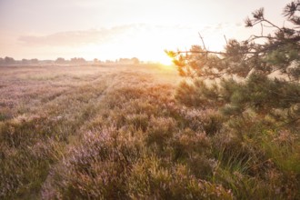 Marvellous sunrise over the blooming Behringer Heide in the Lüneburg Heath
