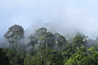 View into the cloudy rainforest, Lahad Datu, Sabah, Malaysia