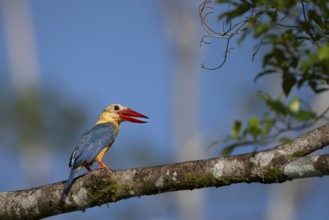 Cranesbill Kingfisher (Pelargopsis capensis), Kota Kinabatangan, Sabah, Malaysia