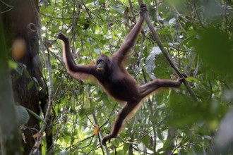 Bornean orangutan (Pongo pygmaeus), swinging from branch to branch, Lahad Datu, Sabah, Malaysia