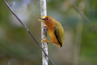 Malayan woodpecker (Sasia abnormis), Lahad Datu, Sabah, Malaysia