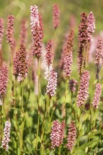 Snail knotweed (Bistorta affinis), Emsland, Lower Saxony, Germany