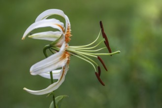 Lily blossom (Lilium Colour Dance), Emsland, Lower Saxony, Germany