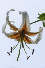 Lily blossom (Lilium Colour Dance), Emsland, Lower Saxony, Germany