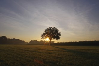 Landscape, deciduous tree, meadow, sunrise, sunbeams, light, North Rhine-Westphalia, Germany,
