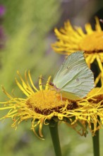 Lemon butterfly (Gonepteryx rhamny) on a yellow flower of a Great Telekie (Telekia speciosa),