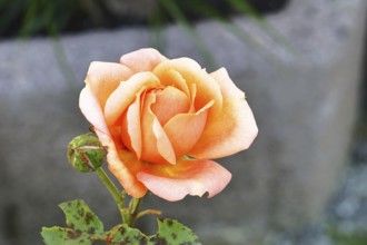 Rose (Rosa sp.), orange blossom in a garden, Wilnsdorf, North Rhine-Westphalia, Germany