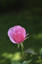 Rose (Rosa sp.), pink blossom in a garden, Wilnsdorf, North Rhine-Westphalia, Germany