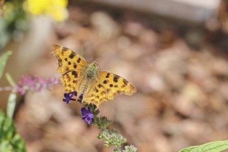 C-moth (Polygonia C-album), on butterfly bush (Buddleja davidii), close-up, macro photo, Wilnsdorf,