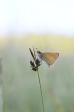 Large skipper (Ochlodes sylvanus, Augiades sylvanus), resting in the evening on a blade of grass in