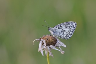 Checkerspot butterfly (Melanargia galathea) on a faded flower, underside of wings, macro