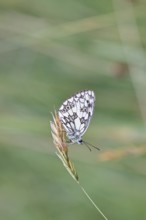 Checkerspot butterfly (Melanargia galathea) on a blade of grass, underside of wings, macro