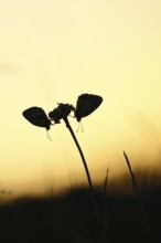Checkerspot butterfly (Melanargia galathea), in the evening at sunset on a blade of grass in a