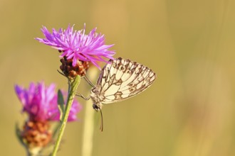 Checkerspot butterfly (Melanargia galathea) in a meadow knapweed (Centaurea jacea), underside of