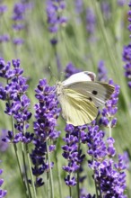 A Cabbage butterfly (Pieris brassicae) sucking nectar on the flower of true lavender (Lavandula