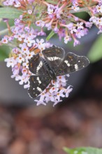 Land carder (Araschnia levana), summer generation, open wings, on summer lilac (Buddleja davidii),