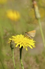 Large skipper (Ochlodes sylvanus, Augiades sylvanus), on Hieracium lachenalii in a meadow,