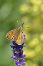 Large skipper (Ochlodes venatus), collecting nectar from a flower of Common lavender (Lavandula