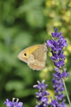 Meadow Brown (Maniola jurtina), on a lavender flower (Lavandula angustifolia), collecting nectar