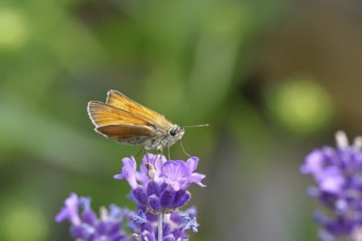 Large skipper (Ochlodes venatus), collecting nectar from a flower of Common lavender (Lavandula