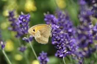 Meadow Brown (Maniola jurtina), on a lavender flower (Lavandula angustifolia), collecting nectar