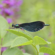 Blue-winged damselfly (Calopteryx virgo), male, on a leaf at a garden pond, close-up, Wilnsdorf,