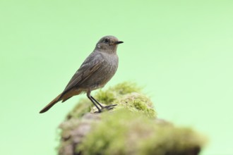 Black redstart (Phoenicurus ochruros), female, on a moss-covered tree stump in a garden, Wilnsdorf,
