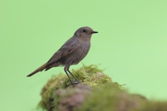 Black redstart (Phoenicurus ochruros), female on a moss-covered tree stump in a garden, Wilnsdorf,